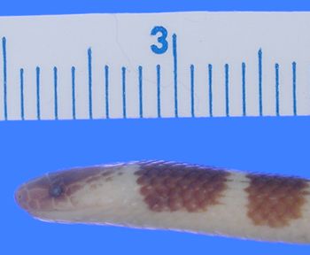 Media type: image; Herpetology R-11422